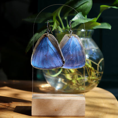 Adonis Blue Morpho (Hindwings)