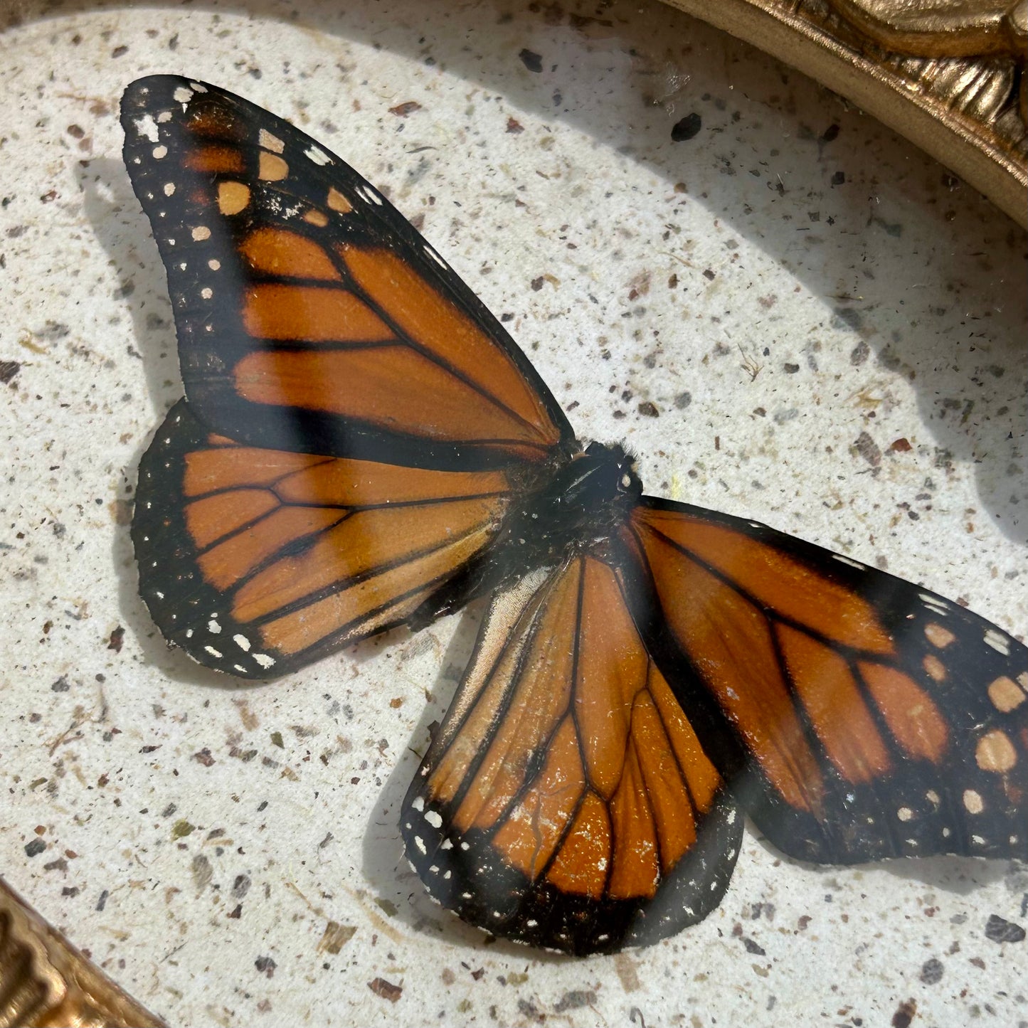 Monarch Butterfly