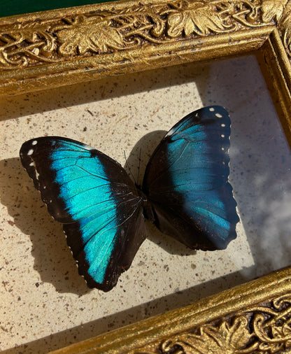 Achilles Blue Morpho