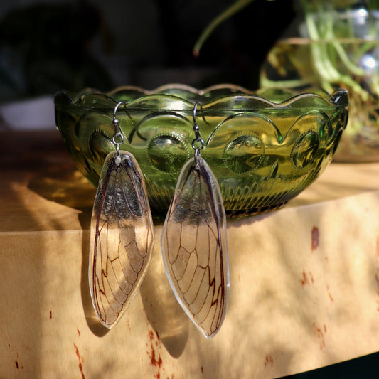 Cicada Wings (Forewings)