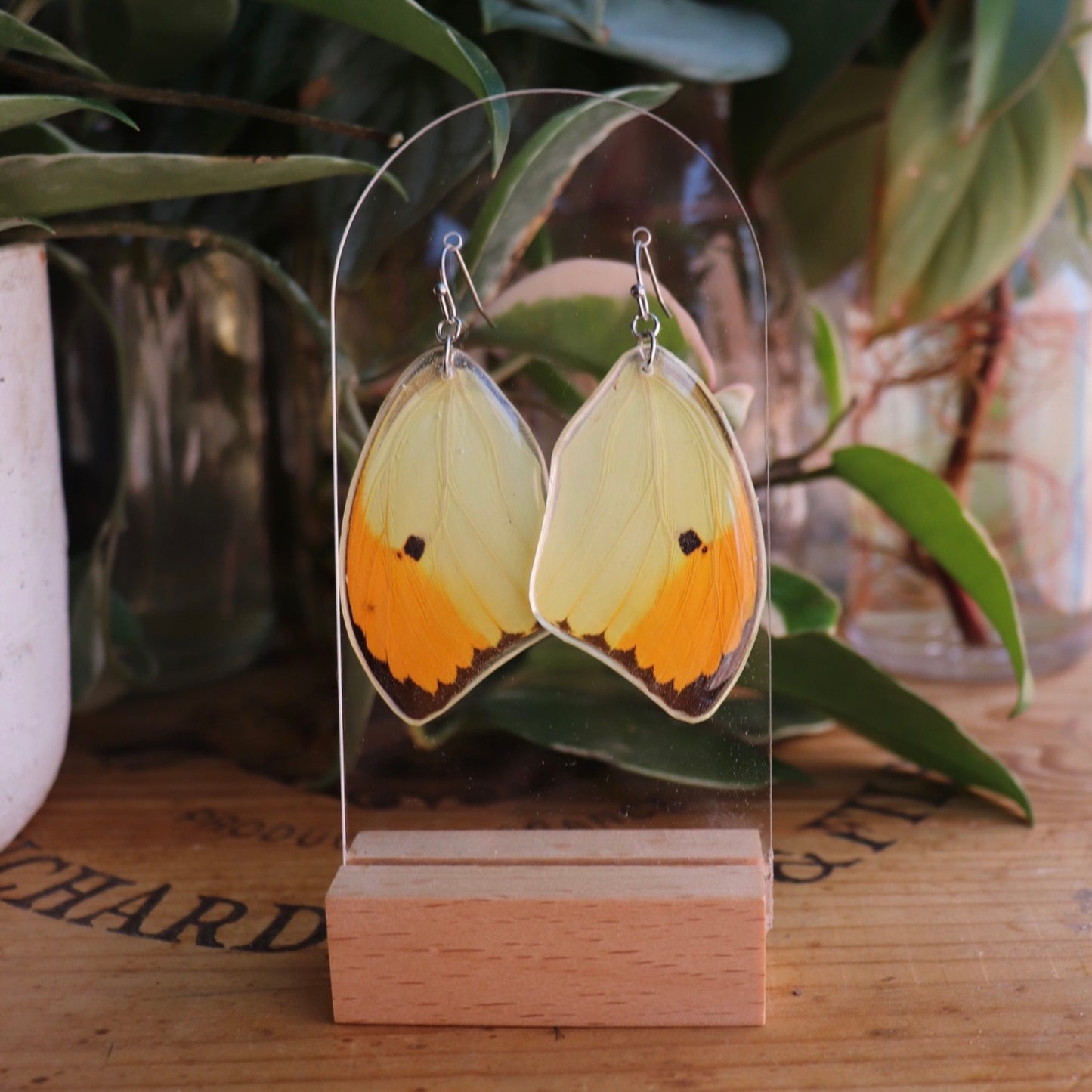 Orange-Tipped Angled-Sulphur Butterfly (Forewings)