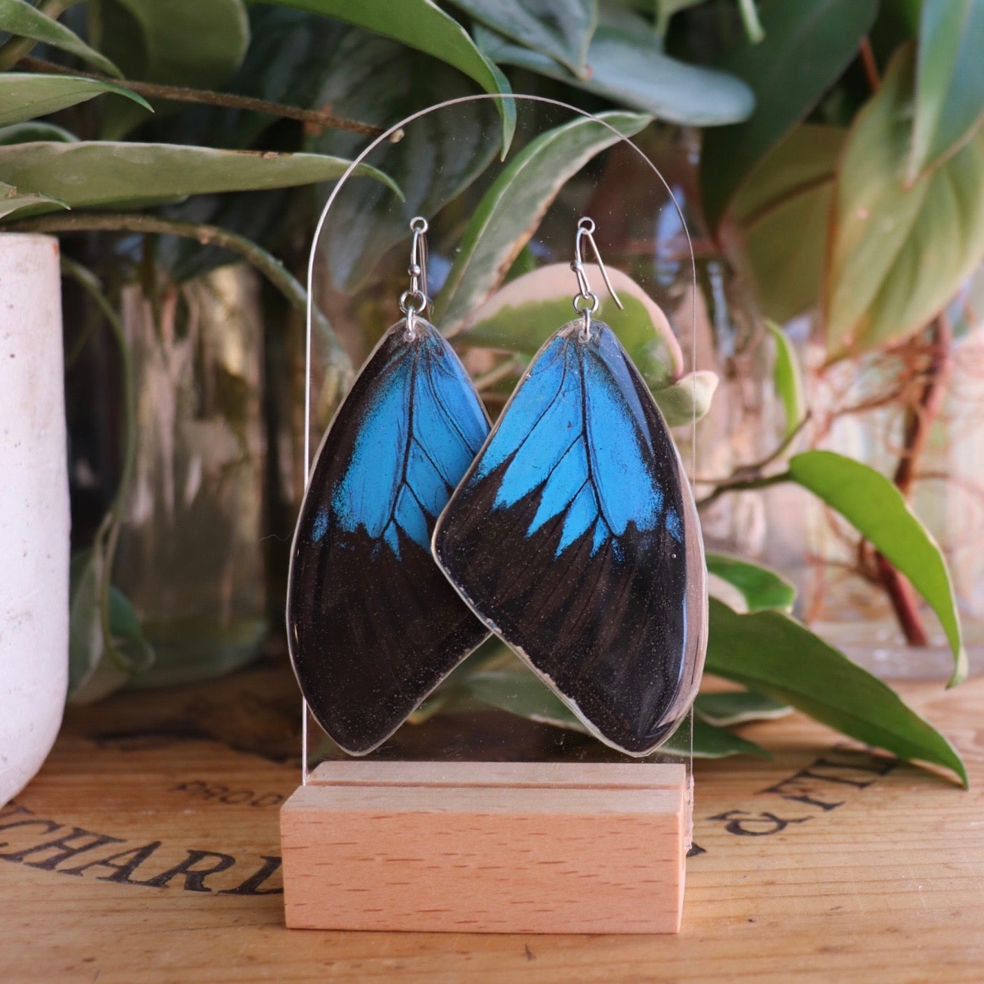 Ulysses Swallowtail (Forewings)