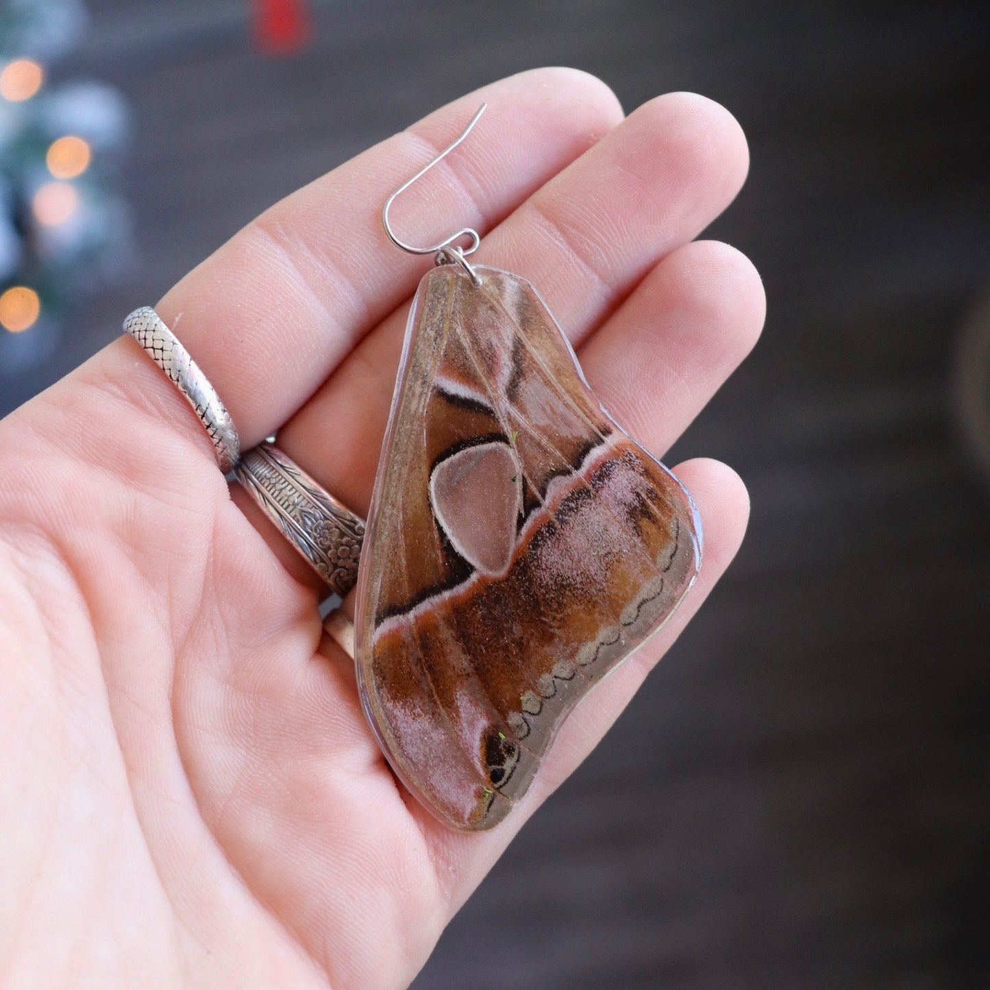 Forbes Silk Moth (Forewings)