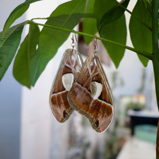 Forbes Silk Moth (Forewings)