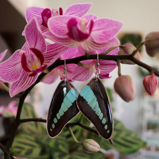 Bluebottle Butterfly (Forewings)