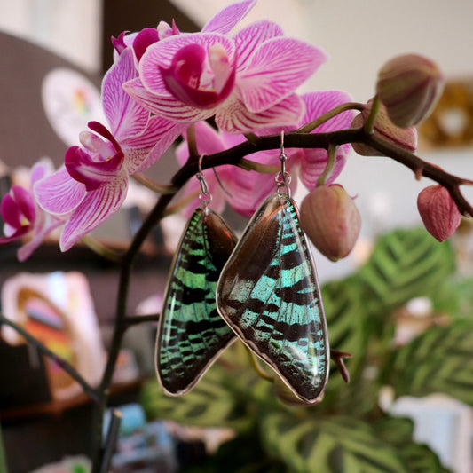 Madagascan Sunset Moth (Forewings)