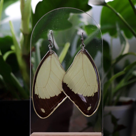 Mocker Swallowtail (Forewings)