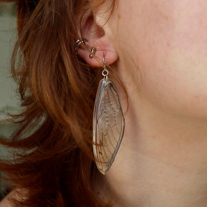 Cicada Wings (Forewings)