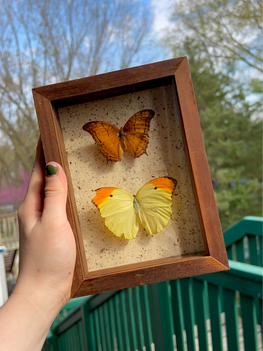 Angled Sulfur/Cruiser Butterfly