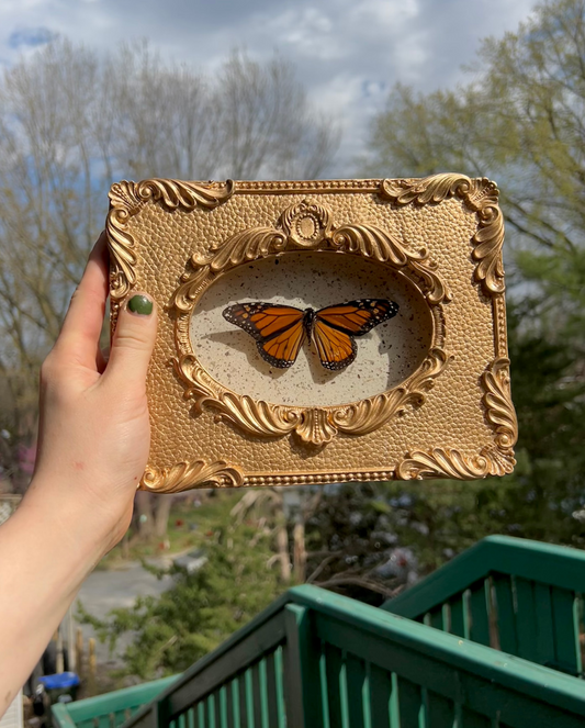Monarch Butterfly