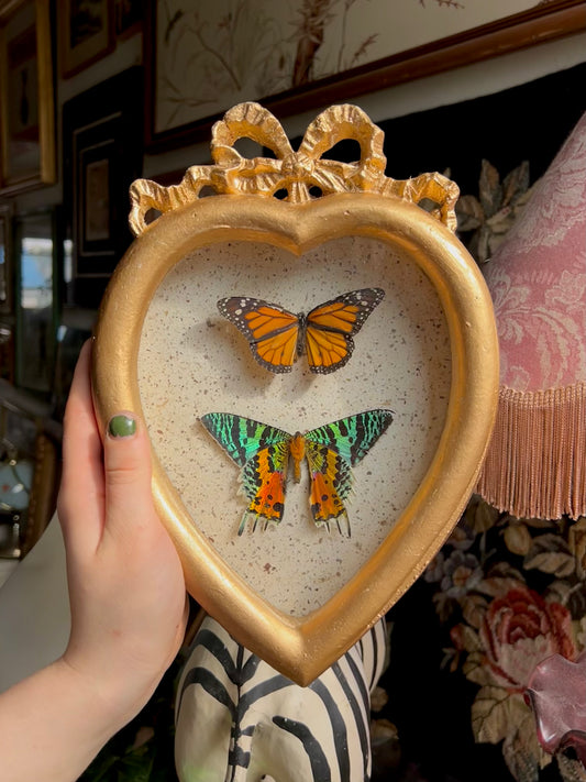 Monarch Butterfly & Sunset Moth