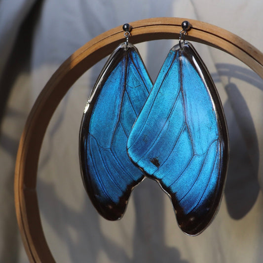 Menelaus Blue Morpho (Forewings)
