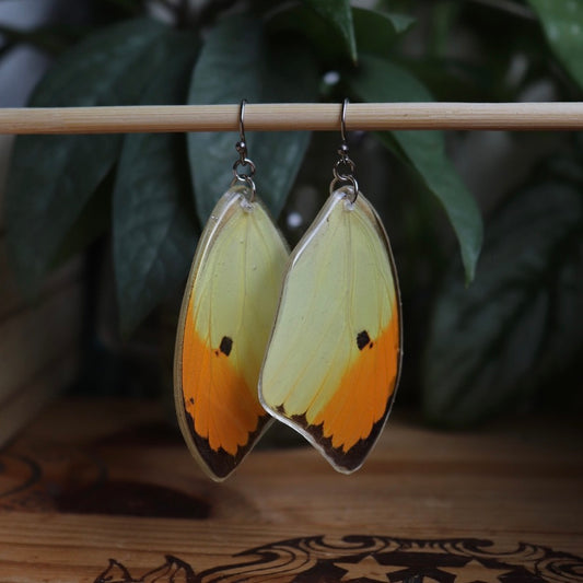 Orange-Tipped Angled-Sulphur Butterfly (Forewings)