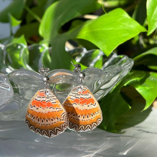 Red Lacewing Butterfly (Hindwings)