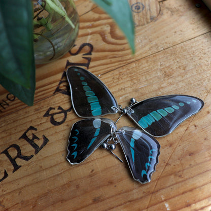 Bluebottle Butterfly (Forewings)