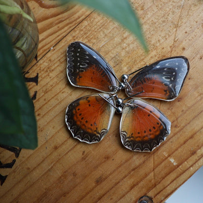 Red Lacewing Butterfly (Hindwings)