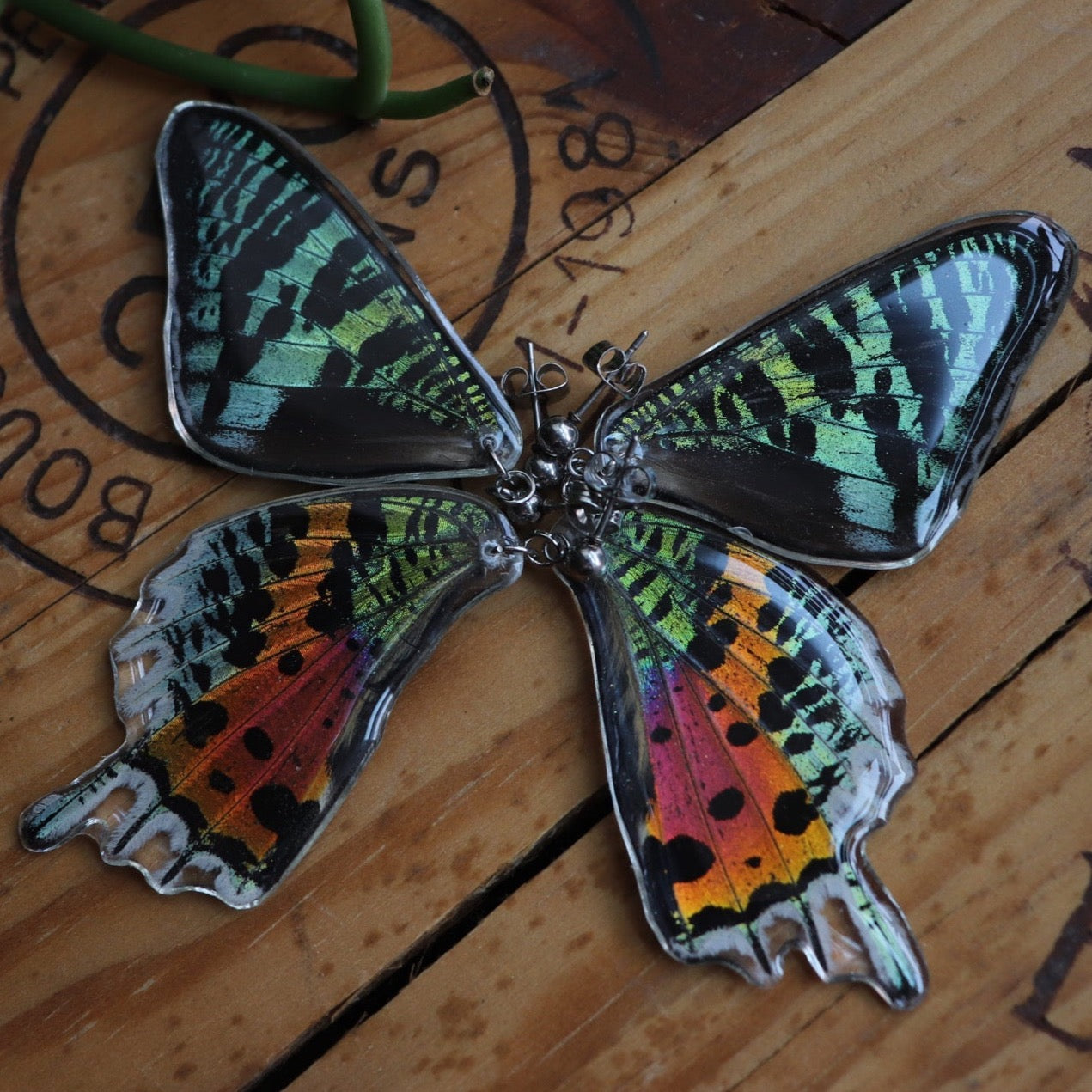 Madagascan Sunset Moth (Forewings)