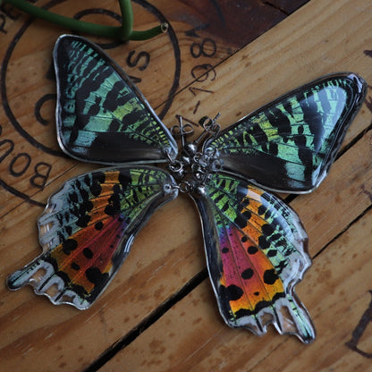 Madagascan Sunset Moth (Forewings)