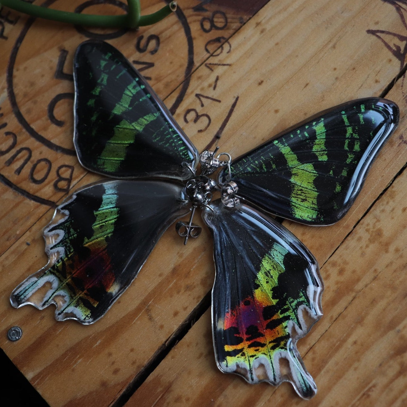 Madagascan Sunset Moth (Forewings)