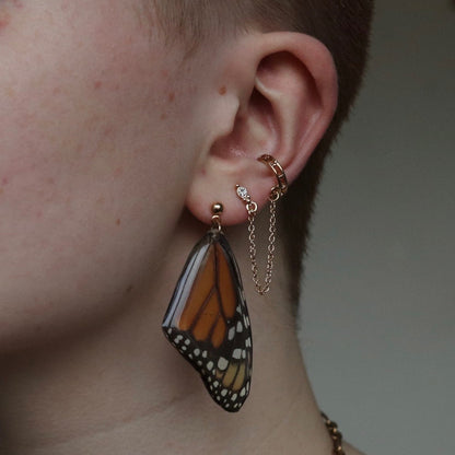 Monarch Butterfly (Forewings)