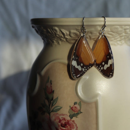 African Monarch (Forewings)