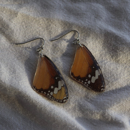 African Monarch (Forewings)